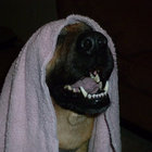 Guvna McBacon thumbnail