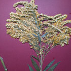 maryama thumbnail