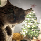 xfrogurt thumbnail