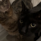 hoMEOWner thumbnail