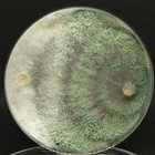 coriolus22 thumbnail