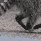 raccoonlegs thumbnail