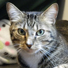 p.pepper thumbnail