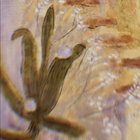 schdel thumbnail