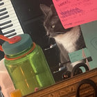 jazzgirl_22 thumbnail