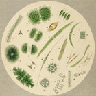 formosa thumbnail