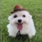 snop thumbnail