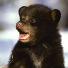 weebabybear thumbnail