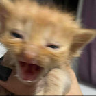 char7otte thumbnail