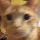 midyearmoth thumbnail