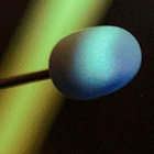Boranotus thumbnail