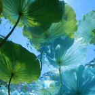 cocowater thumbnail