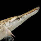 gar_likethefish thumbnail