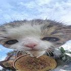 azshona thumbnail