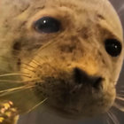 hylje thumbnail