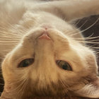 Mystic Khajiit thumbnail