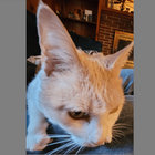 fenris_vermir thumbnail