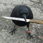 crow with knife thumbnail
