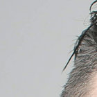 larsfor09 thumbnail