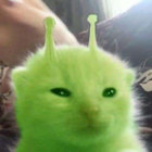 kitten thumbnail