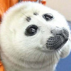 Alparr thumbnail
