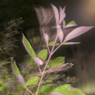 life_reduction thumbnail