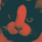 iampeniscat thumbnail