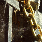 PastoralMephitidae thumbnail