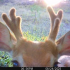 dontworrytorrent thumbnail