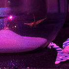 basspaintteahouse thumbnail