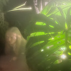 swept00 thumbnail