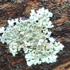 faserbuendel thumbnail