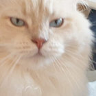 anka_chou thumbnail