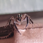 The Big Bug Observer thumbnail