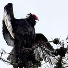 ornithic thumbnail