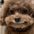 axlebobby thumbnail