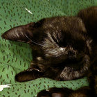 astrelius thumbnail