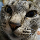 Catnip thumbnail