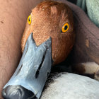 Dan Dewey thumbnail