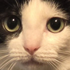 Benji thumbnail