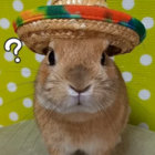 BiBun thumbnail