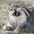 jabbingjabberwocky thumbnail
