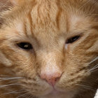 troderick thumbnail
