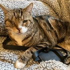 Eleanor thumbnail