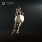 katcorde thumbnail