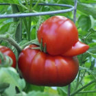 tomatoduck thumbnail