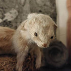 mihyena thumbnail