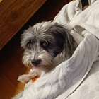 donaldthedog thumbnail