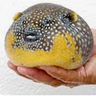 AcePufferfish thumbnail