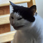 shmanley thumbnail
